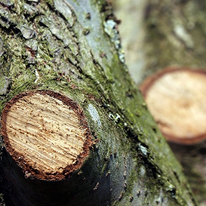 Le goudron de pin protège les plaies des arbres des aggressions extérieures (champignons, insectes xylophages...).