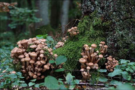 Des champignons d'armillaires du résineux résponsables du pourridié