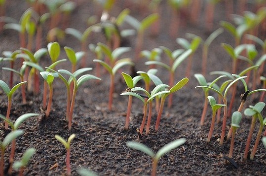 Des jeunes plantules qui fletrissent alors que la terre est humide est un signe caractéristique de la fonte des semis.
