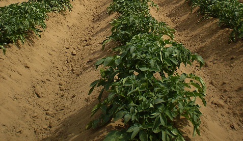 Le desherbage des interrangs limite le développement du mildiou des pommes de terre