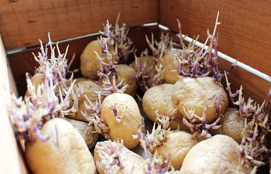 De jeunes plants exempt de mildiou de la patate