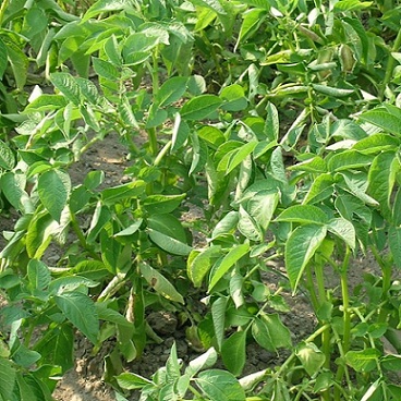 Les taches foncées sur les feuilles de pommes de terre sont caractéristique du mildiou