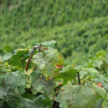 Symptomes foliaires du mildiou de la vigne