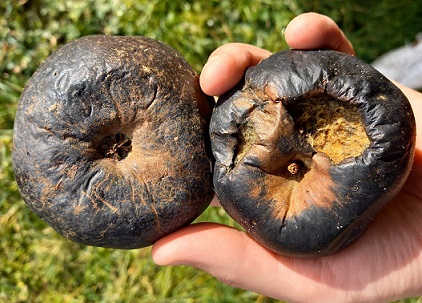 Deux pommes victimes de pourriture brune