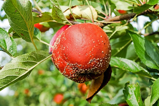 Une pomme victime de la moniliose, pourritures brunes accompagnée de sclérotes blanches