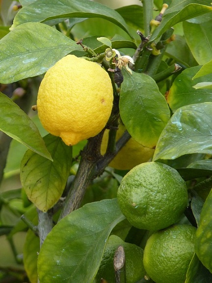 La mineuse des agrumes apprécie particulièrement les citronniers Le citronnier est sensible à la mineuse des agrumes