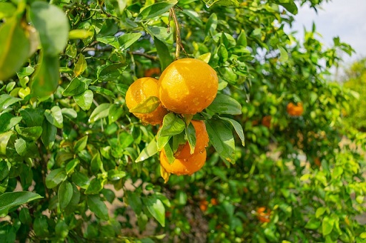 La mineuse des agrumes forme des motifs blancs sur les feuilles. Les citronniers et orangers en pots sont sensibles aux attaques de mineuse des agrumes.