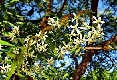 L'huile de neem est issu de cette plante, le Margousier. Elle est hautement toxique pour les insectes, aussi bien ravageurs qu'auxiliaires comme Macrolophus pygmaeus