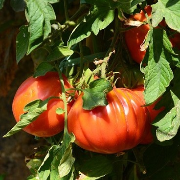 Macrolophus caliginosus est particulièrement recommandé sur tomate où il constitue le traitement principal contre les aleurodes, les acariens et la mineuse