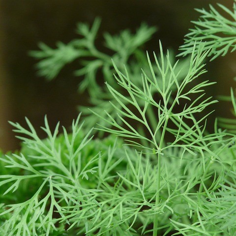 Les plantes aromatiques telles que l'aneth sont sensibles à la mouche de la carotte.