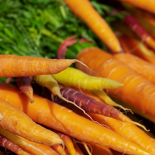 Les carottes sont sensibles à la mouche de la carotte.
