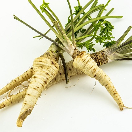 Les racines du persil peuvent être mangées par le ver de la carotte.