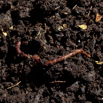 Un compost mal décomposé attire la mouche des semis.