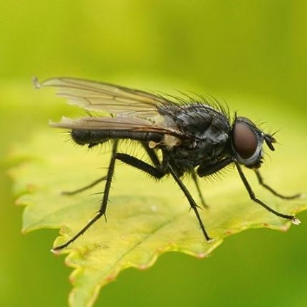 La mouche des semis est pourvue de longs poils noirs sur le thorax.