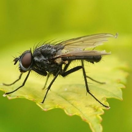 La mouche du semis ou mouche du haricot peut être éliminée avec les nématodes.