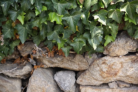 Le lierre et un mur de pierres sèches constituent un refuge idéal pour les prédateurs des pucerons, tels que les coccinelles.