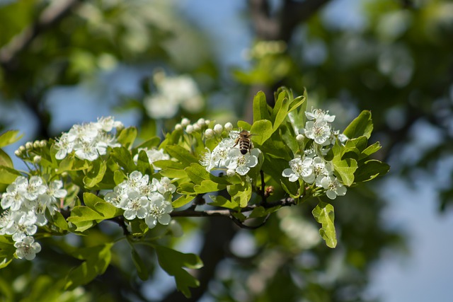 Dans une haie, l'aubépine offre le gîte et le couvert aux coccinelles à 2 points L'Aubépine, une plante hôte particulièrement appréciée d'Adalia bipunctata