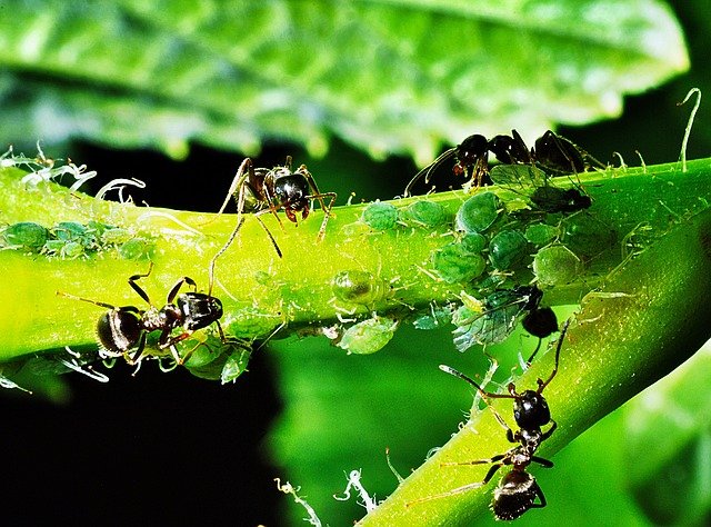 Les fourmis défendent les pucerons des attaques de coccinelles