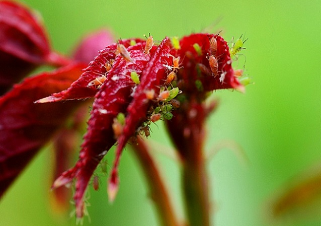 la coccinelle Adalia bipunctata peut s'attaquer aux pucerons verts et roses du rosiers