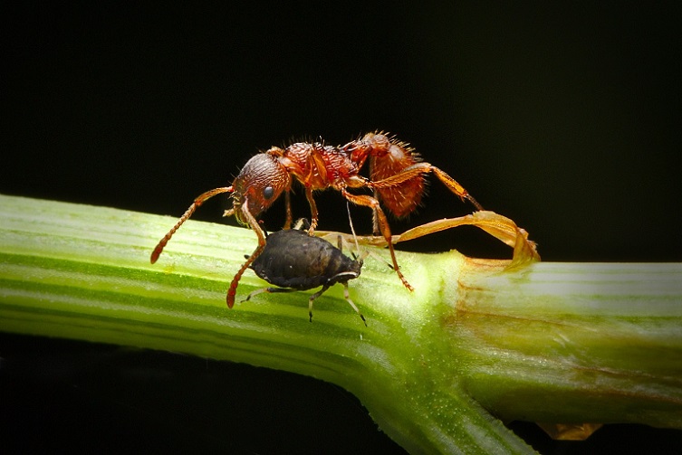Les fourmis se nourrissent du miellat des pucerons, elles vont donc les protéger contre les attaques de coccinelles