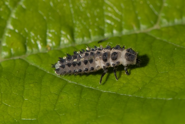 La coccinelle à virgule est un redoutable auxiliaire de lutte biologique pour éliminer les cochenilles pulvinaires et les pucerons lanigères du pommier. Cochenilles pulvinaires et pucerons lanigères sont des mets de prédilection pour la coccinelle à virgules