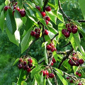 Le puceron noir du cerisier peut être éliminé grâce aux oeufs de coccinelles à 2 points Les arbres fruitiers, terrain de chasse de prédilection de la coccinelle à 2 points