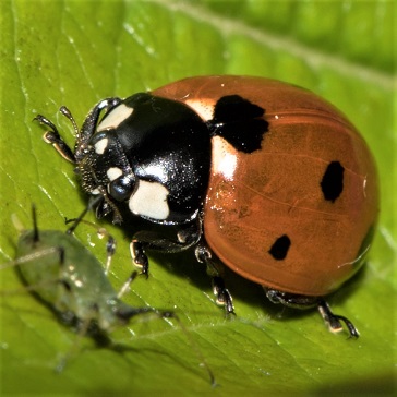 La coccinelle à 7 point Coccinella septempunctata. Sa larve très vorace élimine le puceron noir du haricot et les pucerons des rosiers. Coccinelle à 7 points en chasse de pucerons