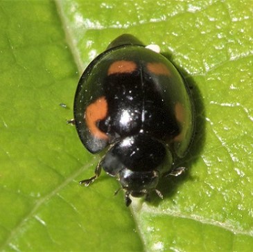 La coccinelle à virgule est attirée par les proies qui ont des sécretions laineuses ou cireuses comme les cochenilles pulvinaires et le puceron lanigère du pommier. La coccinelle à virgules est particulièrement résistante aux fourmis
