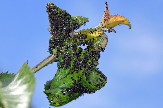 Les fortes infestations de pucerons noirs provoquent une déformation des feuilles du cerisier.