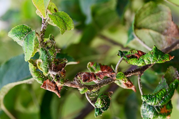 Une infestation de pucerons verts du pommier a provoqué un enroulement et un dessechement des feuilles.