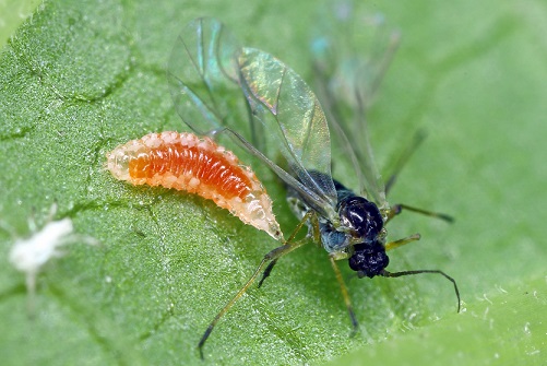 Une larve de cécidomye attaquant un puceron ailé.