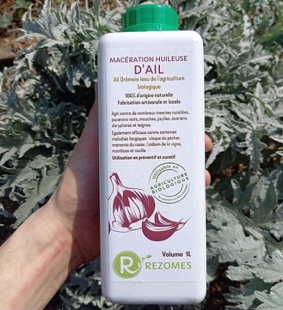 Macération huileuse d'ail biologique pour limiter le développement des pucerons verts du pommier.