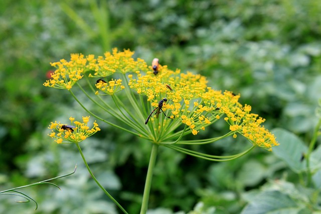 Les fleurs d'aneth attirent de nombreux insectes auxiliaires, tels que les coccinelles.