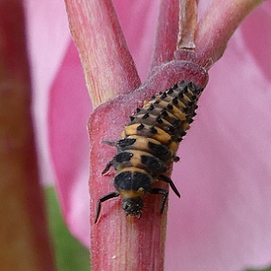 Larve d'hippodamia undecimnotata se nourrissant de pucerons jaunes du laurier rose