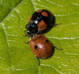 Pour se débarrasser des pucerons des arbres la coccinelle à 2 points est la plus adaptée. La coccinelle à 2 points est très efficace contre les pucerons des arbres.
