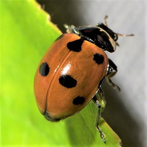 Les larves de coccinelle à 11 points sont redoutables pour éliminer les pucerons jaunes des lauriers roses, les pucerons du rosier et les pucerons du potager La coccinelle à 11 points est redoutable pour se débarrasser des pucerons des rosiers, du potager et du laurier rose.