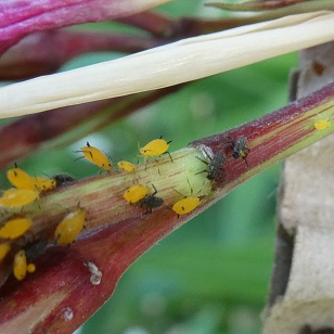 Les jeunes larves de coccinelles migratrices s'attaquent tout de suite aux pucerons