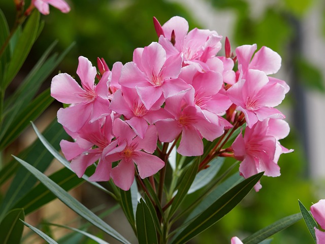 La floraison est généralement rose, blanche ou jaune.