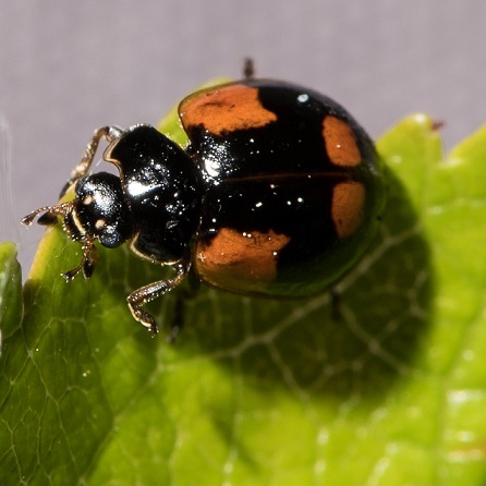 Coccinelle à 2 points adulte. Adalia bipunctata ou coccinelle à 2 points. Elle est recommandée pour lutter contre les pucerons des arbres.