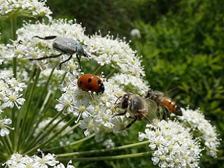 Cette fleur d'apiacée offre du pollen et du nectar à de nombreux insectes tels que cette coccinelle