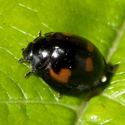 Coccinelle à virgules, Exochomus quadripustulatus. Coccinelles à virgules pour lutter contre les cochenilles pulvinaires des arbres et arbustes ainsi que le puceron lanigère du pommier.