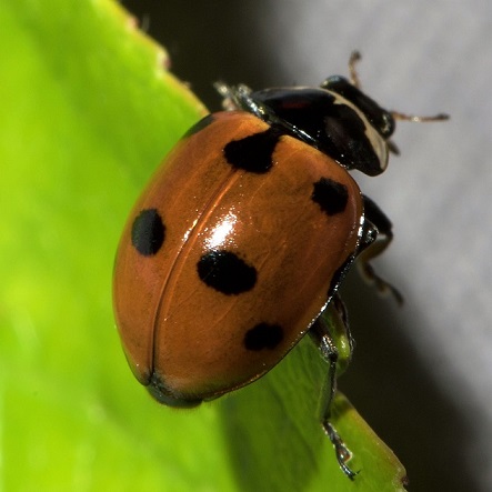 Coccinelle à 11 points adulte. La coccinelle migratrice ou à 11 points. Très efficace contre le puceron du laurier rose.