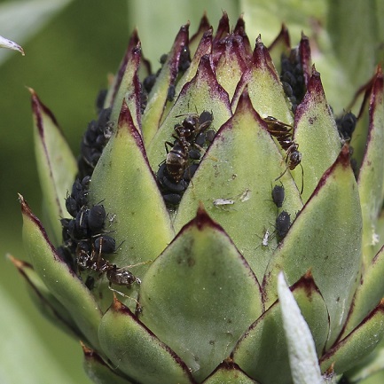 La larve de coccinelle à 7 point est un traitement naturel pour lutter contre les pucerons noirs de l'artichaut.
