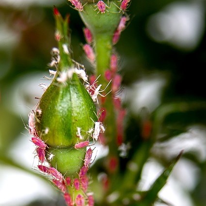 Pucerons roses sur rosier. Pour lutter contre les pucerons roses du rosier, les coccinelles à 7 points sont particulièrement adaptées.