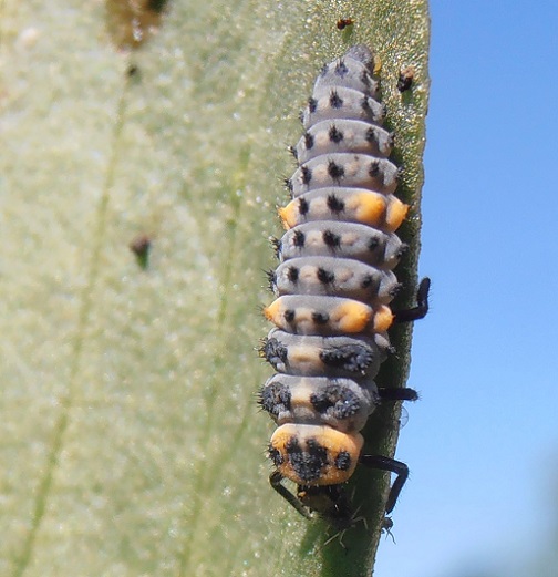 Une larve de coccinelle à 7 points se nourrissant d'un puceron noir.