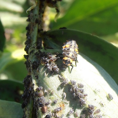 Larves De Coccinelle A 7 Points Coccinella Septempunctata