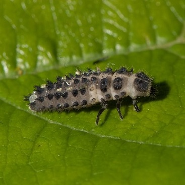 Larve d'Exochomus quadripustulatus, très efficace contre le puceron lanigère du pommier et les cochenilles pulvinaires. Larve de coccinelle à virgules