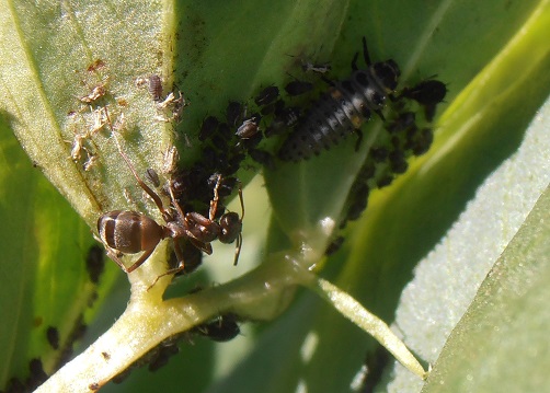 Les fourmis sont des freins à l'efficacité des larves de coccinelles