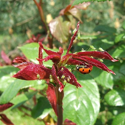 La coccinelle à 7 points est redoutable pour éliminer les pucerons du rosier Sur les rosiers aussi la coccinelle à 7 points sera redoutable
