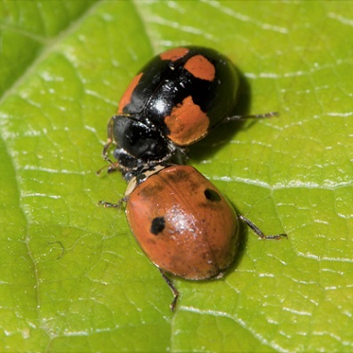 Un traitement biologique et naturel pour éliminer les pucerons de arbres : Les oeufs de coccinelles à 2 points !